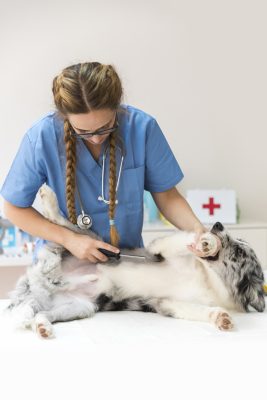 flea-treatment-for-dogs