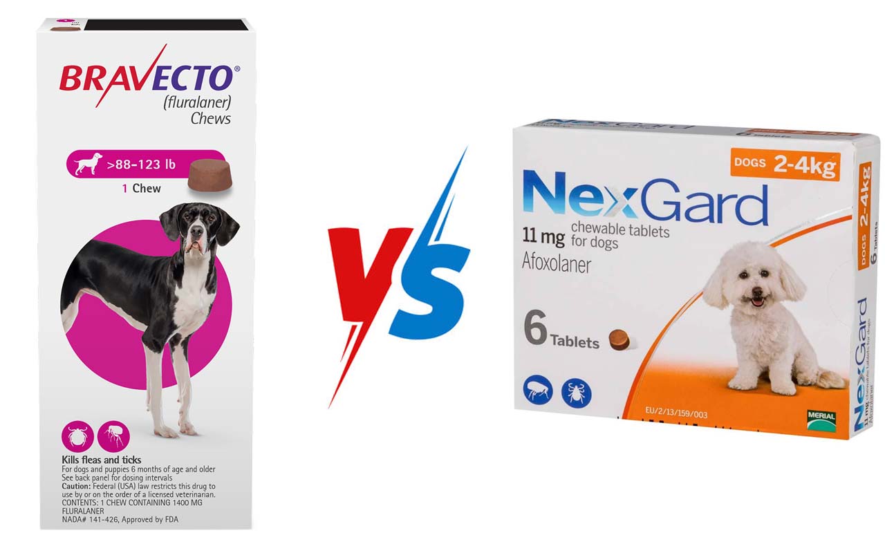 Bravecto VS NexGard Choosing The Best Defense Against Fleas And Ticks 