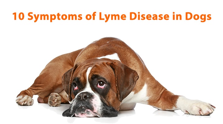 10 Symptoms of Lyme Disease in Dogs