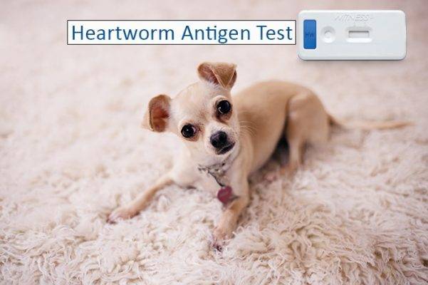 Heartworm Test for Dogs
