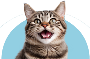 cat blog icon