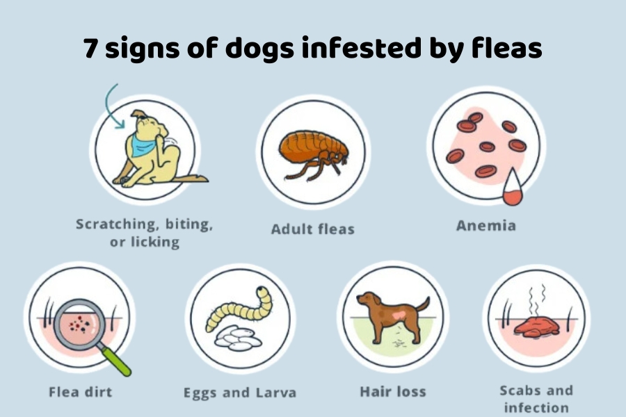 Image about 7 signs of dogs infrested by fleas