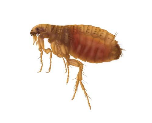 Appearance of a Flea