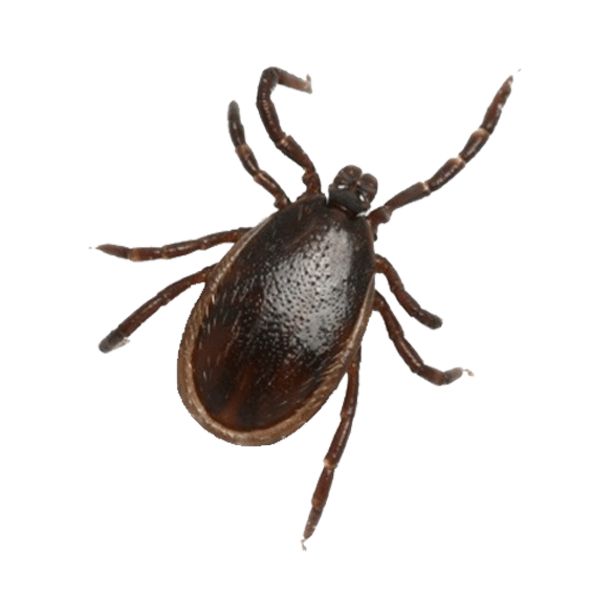 Appearance of a Tick