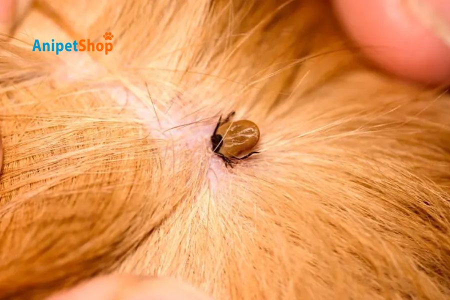 checking ticks on your dogs