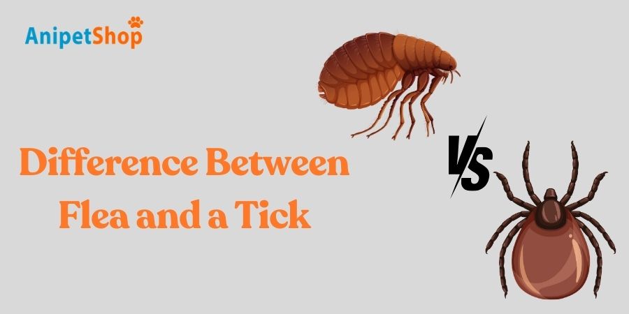 Difference between a flea and a tick