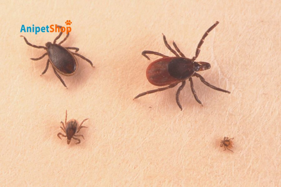 different life stage of tick