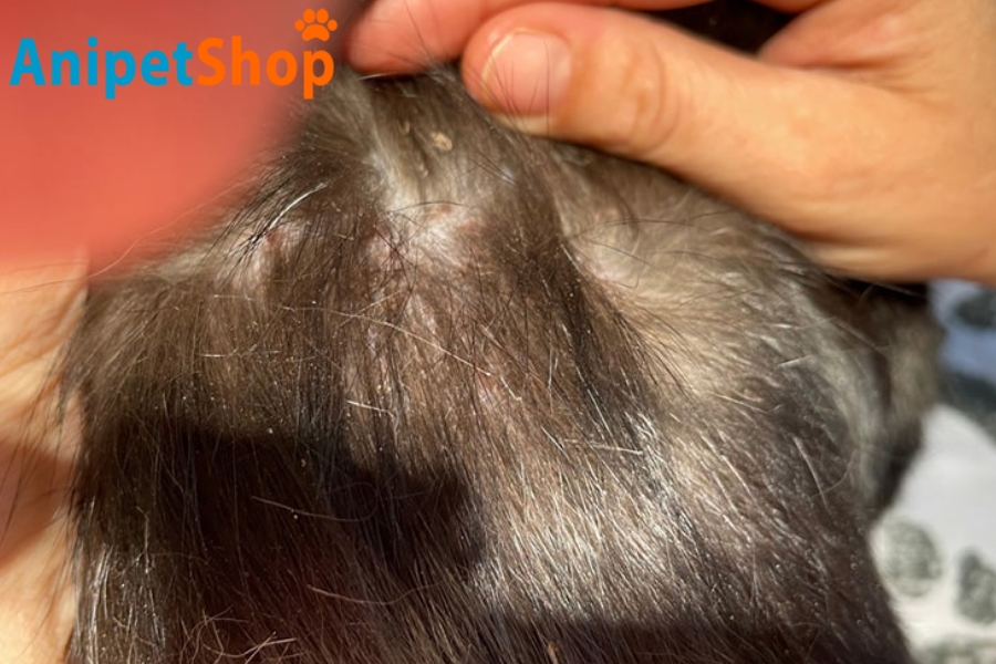 Image about dogs loss hair by fleas
