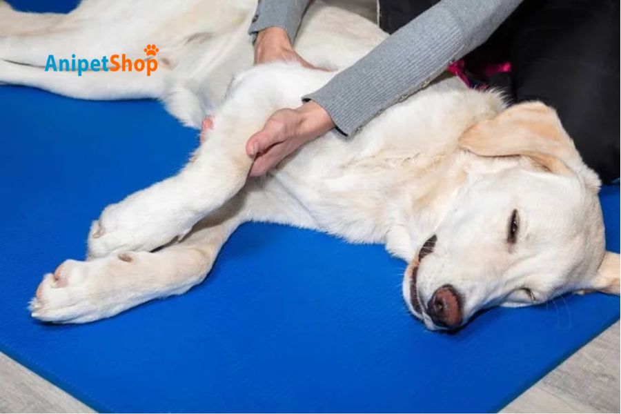 dogs suffered from joint pain