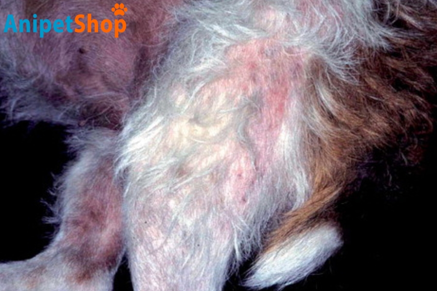 Image about flea allergy dermatitis