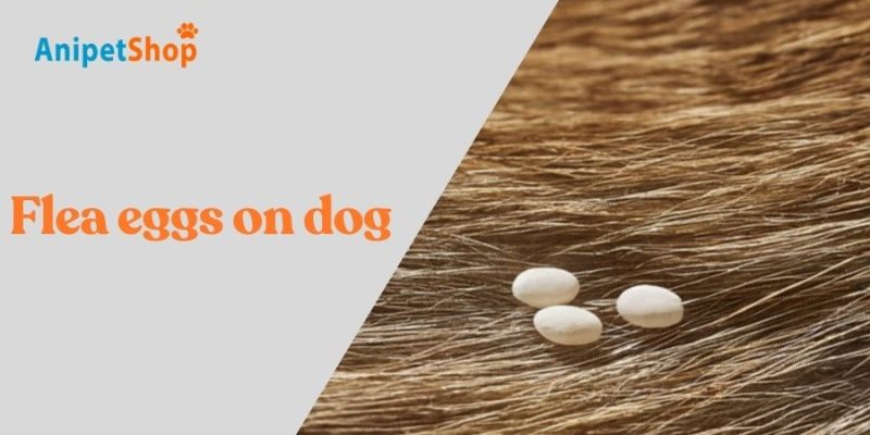 flea eggs on dog