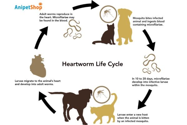 heartworms life cycle 