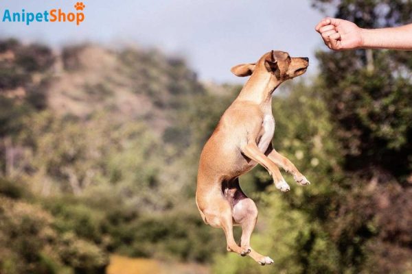 how long do flea and tick medications take work dogs