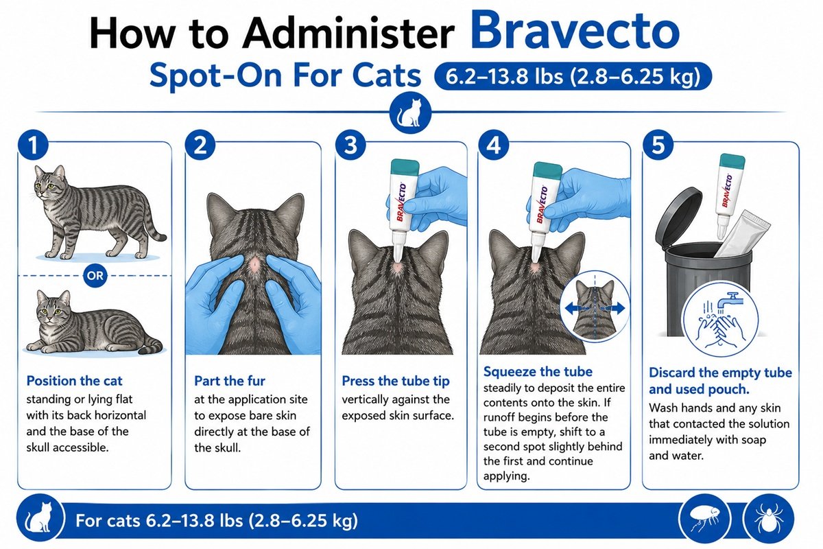 Step-by-step application guide for Bravecto Spot-On For Cats 6.2-13.8 lbs