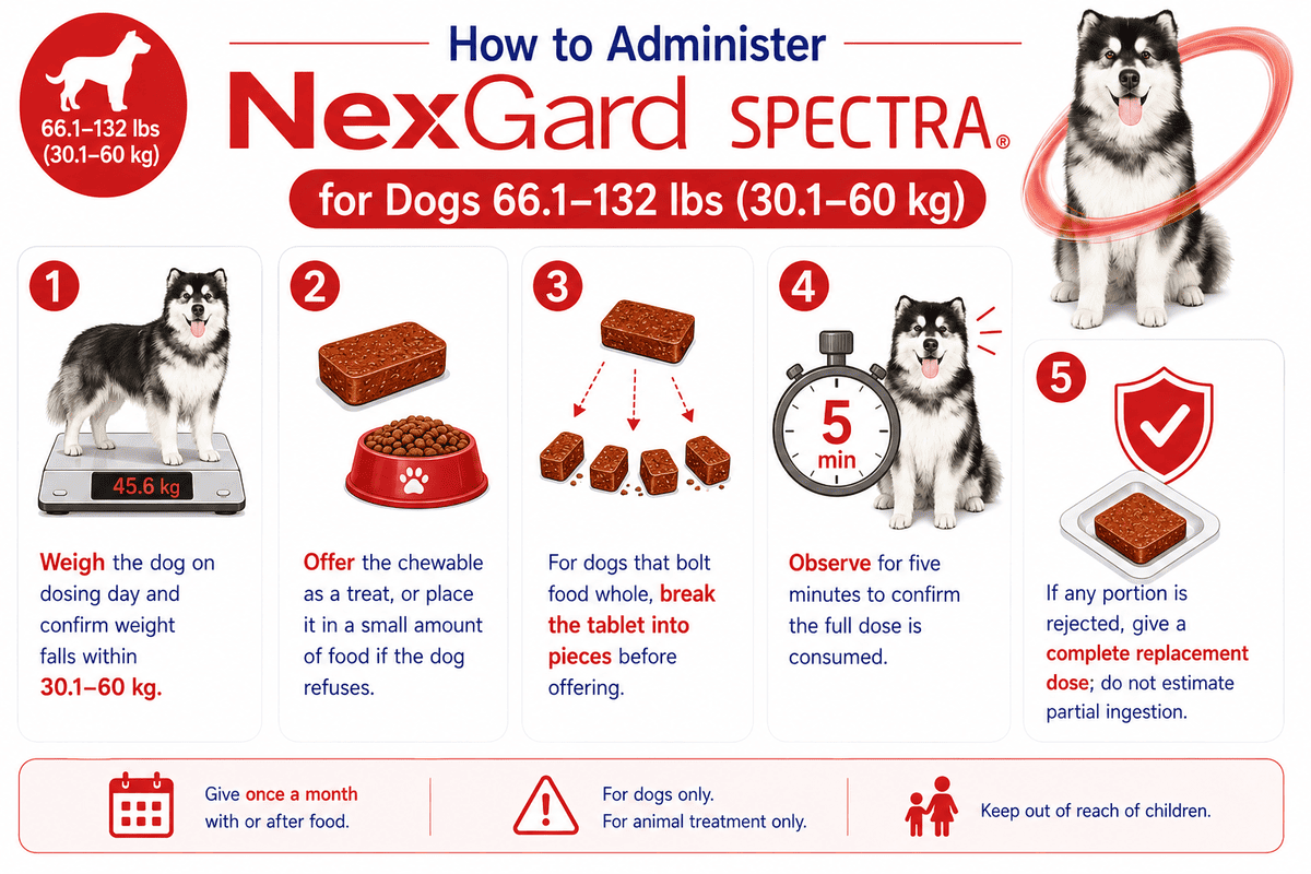 how to administer nexgard spectra for dogs 66.1-132 lbs chewabl