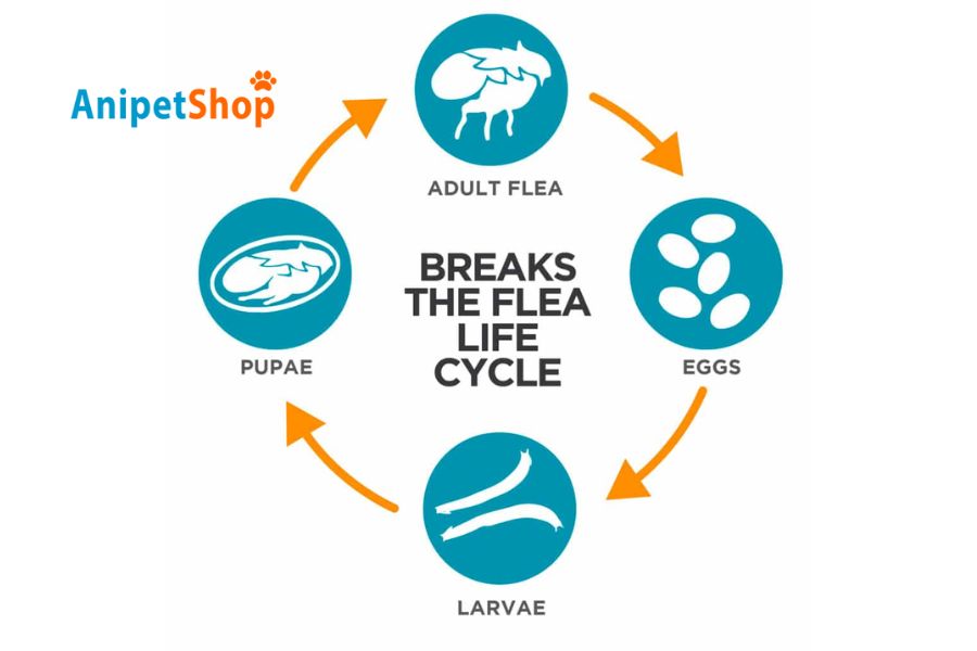 life cycle of flea