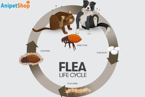 life cycle of flea 