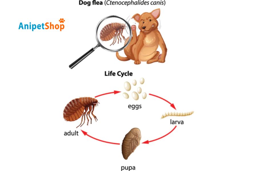 How Does Flea Medication Work? Types & Choosing the Right One