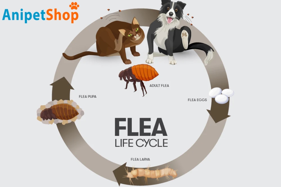 Cycle of fleas