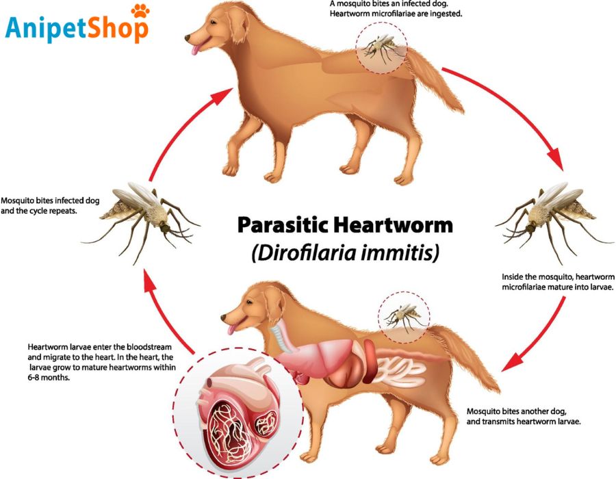 life cycle of heartworm