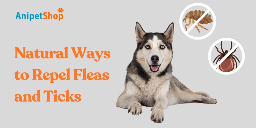 Natural Ways to Repel Fleas and Ticks