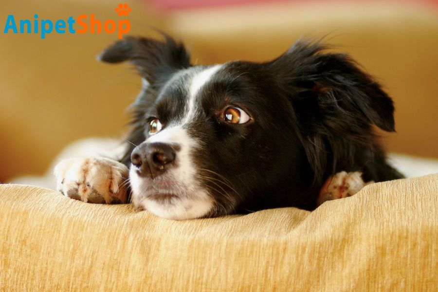 Image about psycological stress on dogs