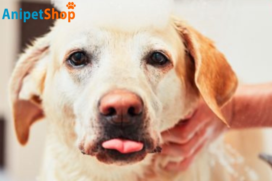 Image about regular grooming for dogs