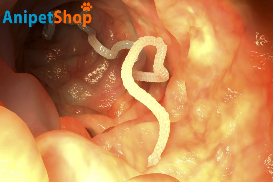 Image about tapeworm infection on dogs
