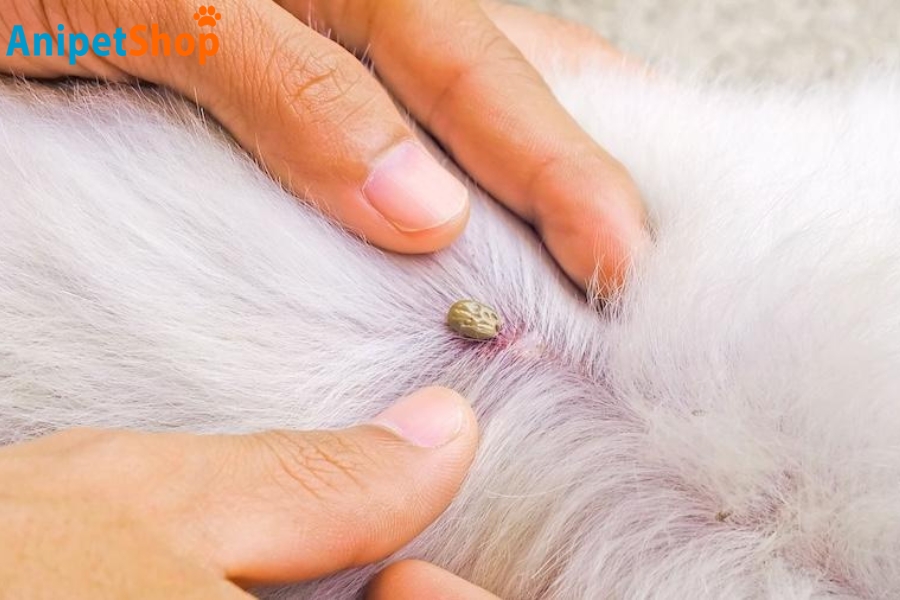 Image about a tick latching on to a dog