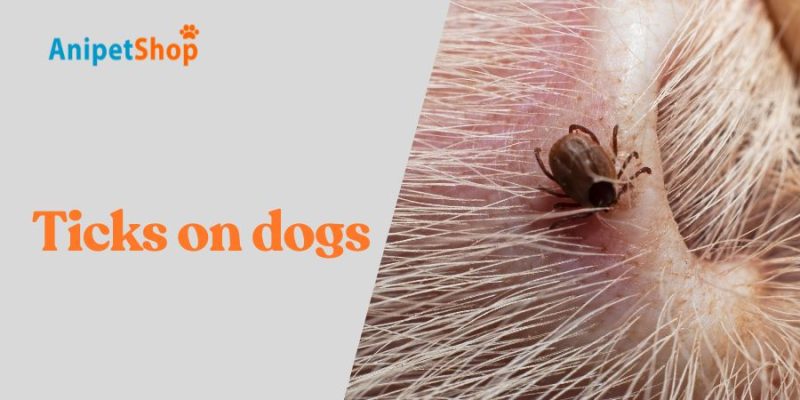 ticks on dogs