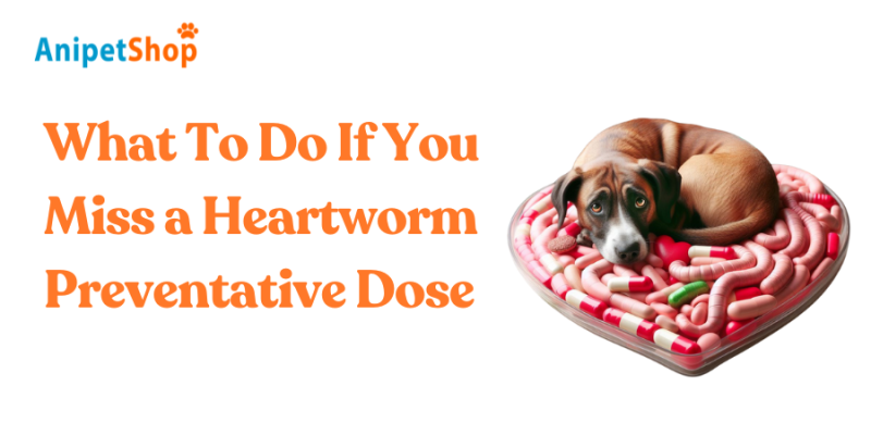 What To Do If You Miss a Heartworm Preventative Dose