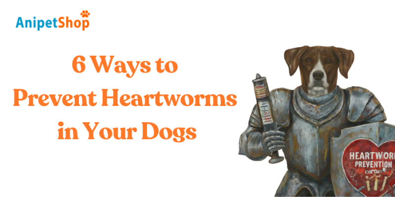 6 Ways to Prevent Heartworms in Your Dogs