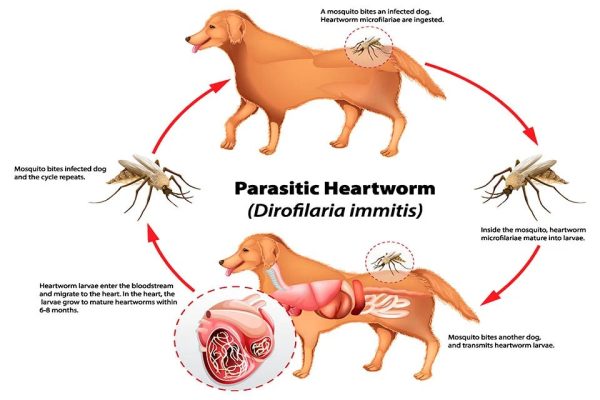Why Heartworm prevention is essential for all dogs