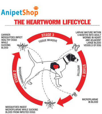 Heartworm lifecycle 