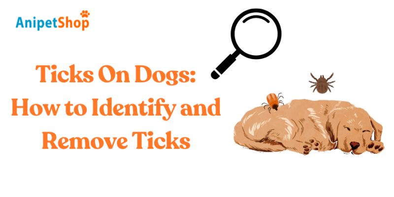 Ticks on Dogs: How to Identify and Remove