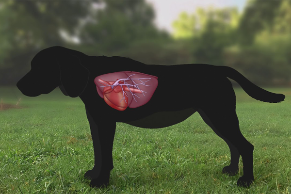 Forgetting to administer a heartworm-preventative dose can leave your dog unprotected 