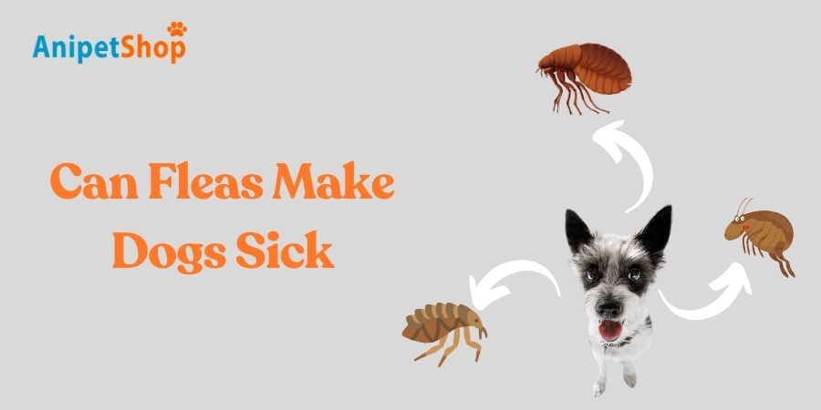 Can Fleas Make Dogs Sick