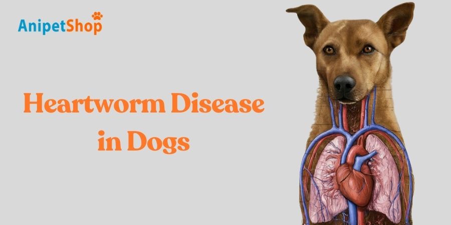 Heartworm Disease in Dogs