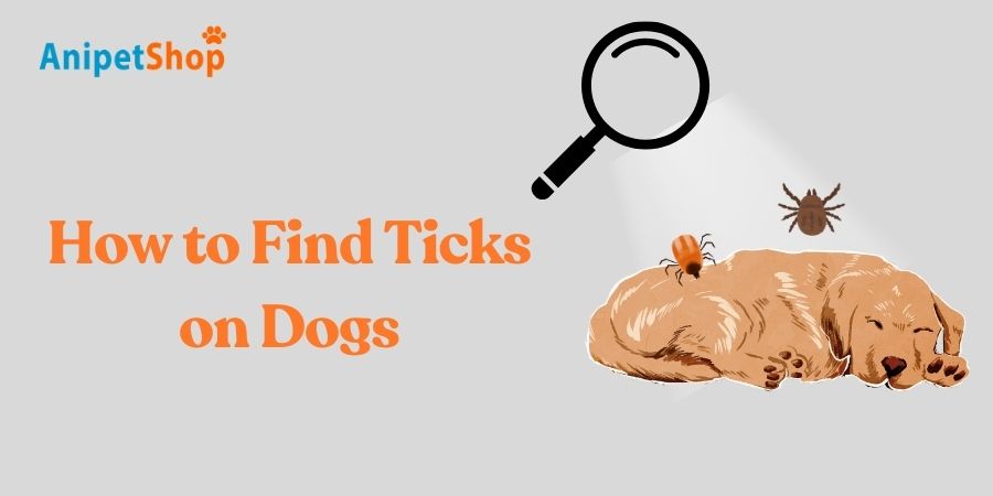 How do you find ticks on dogs