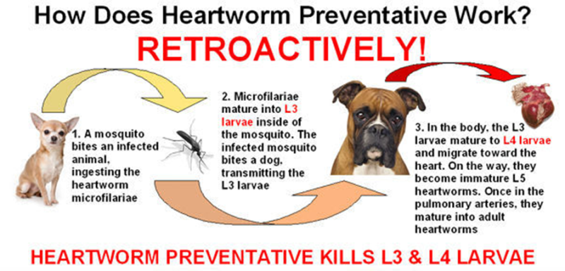 How Heartworm Prevention Works