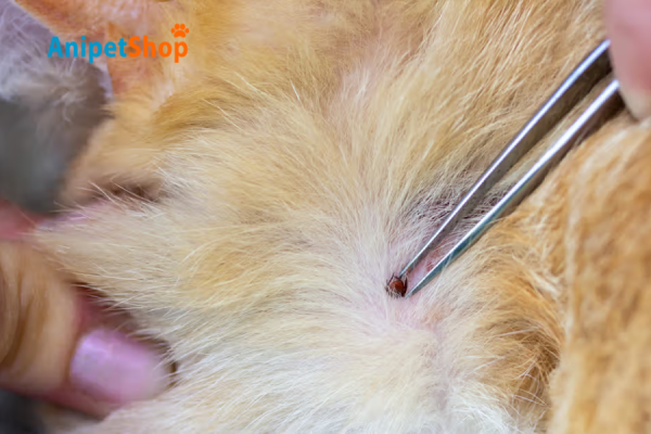 Safely remove the tick by tweezers
