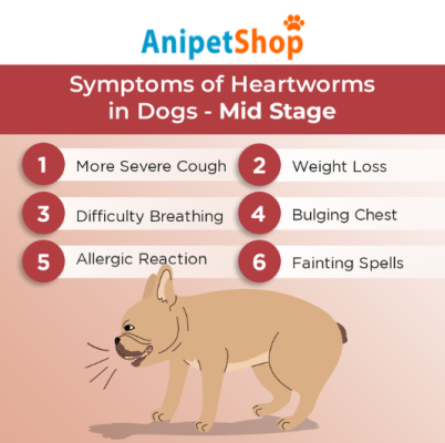Signs of heartworms in dogs