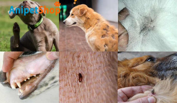 Signs Your Dog Might Have Fleas