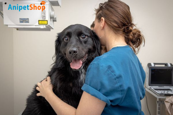 Treatment is available, while stressing the importance of strict veterinary guidance