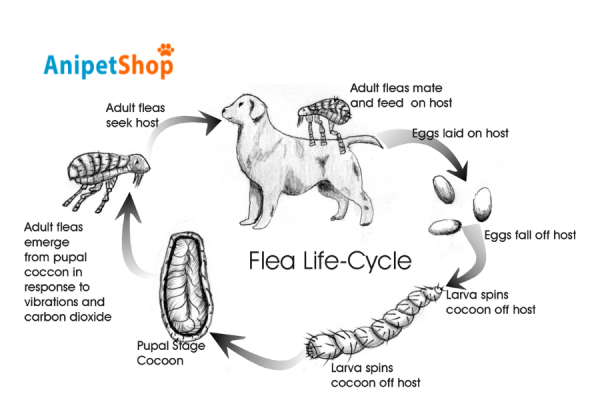 The Flea Life-Cycle