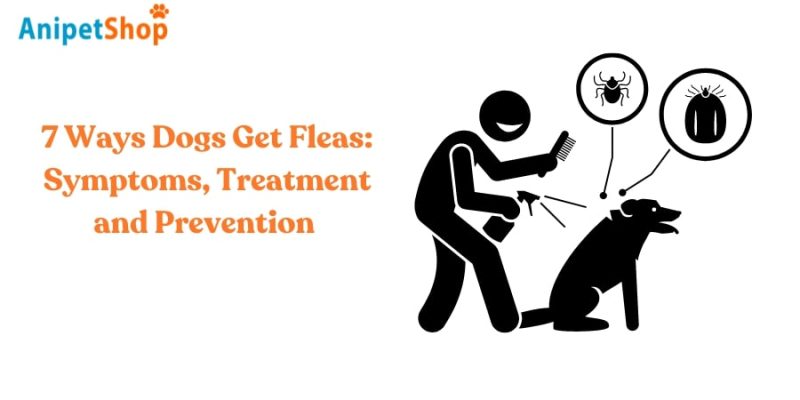 7 Ways Dogs Get Fleas: Symptoms, Treatment and Prevention