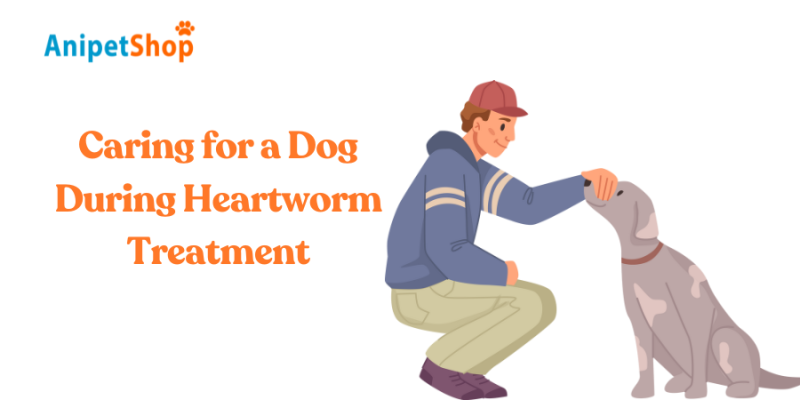 Caring for a Dog During Heartworm Treatment