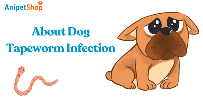 About Dog Tapeworm Infection