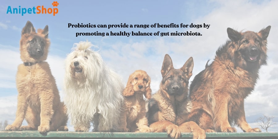 Probiotics can brings a lot of benefits to your dogs 