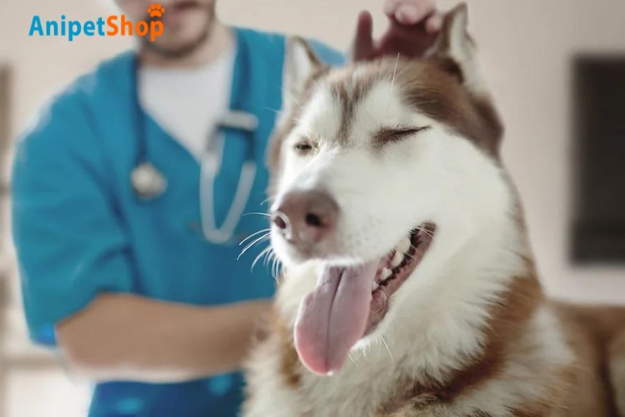 Contact a veterinarian when side effects from the treatment occur 